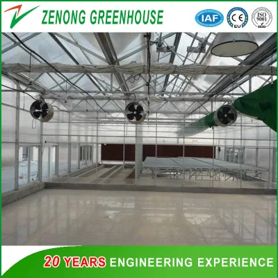 Hot Sale Circulating Fan for Ventilation of Greenhouse